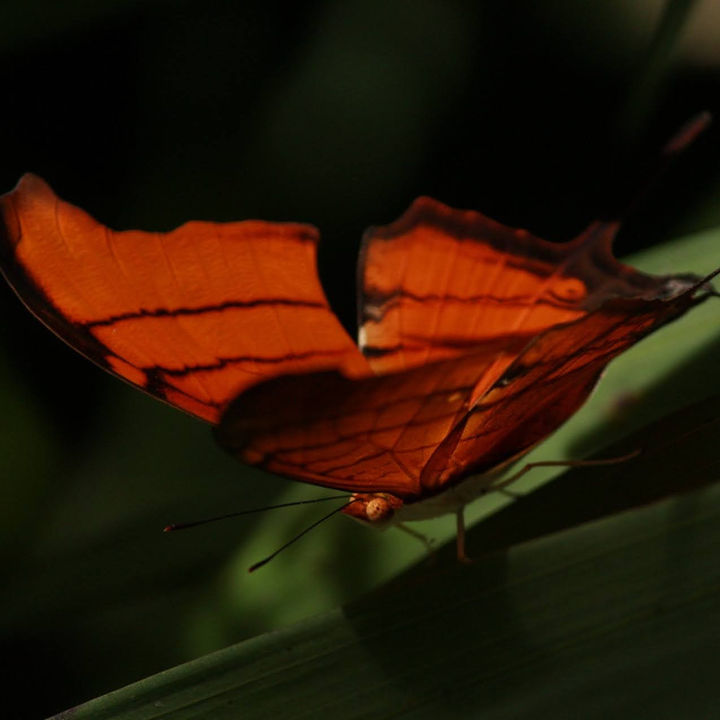 Mariposa naranja