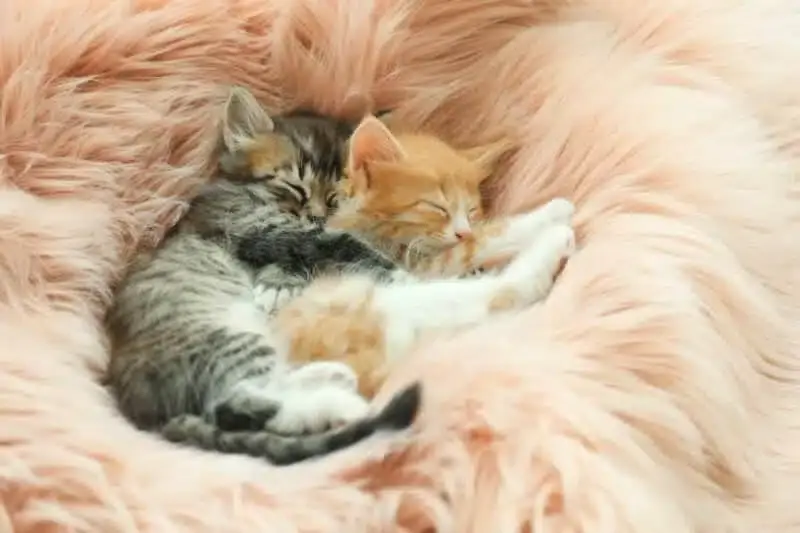 Kitten Yoga: 11:00AM - 12:00PM