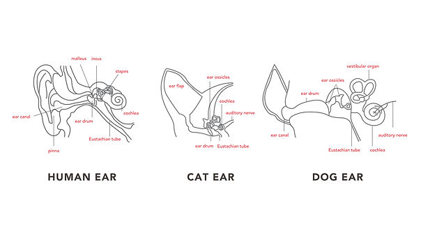 ear anatomy