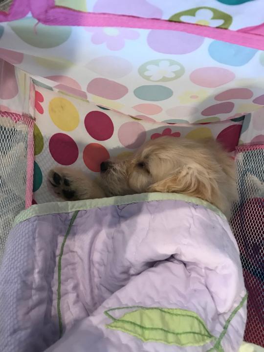 Shhh.. Itsy Bitsy Sleeping
