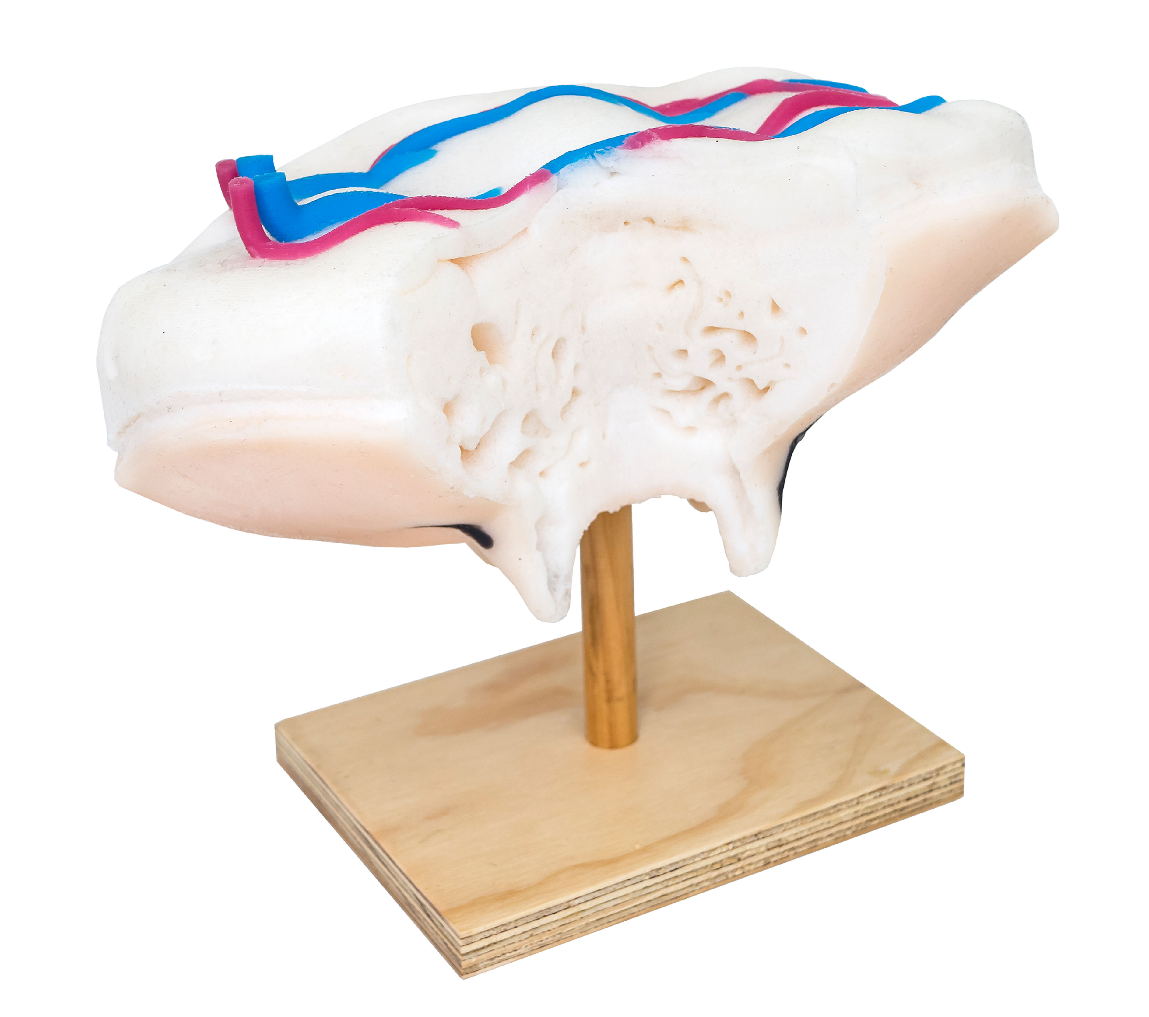 Udder Anatomy Model