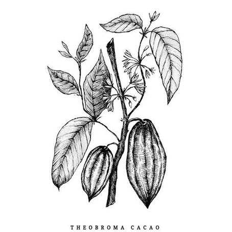 Cacao (theobroma cacao)