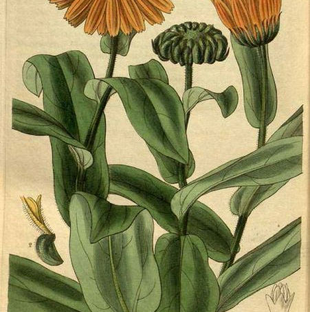 La Calendula (calendula officinalis)