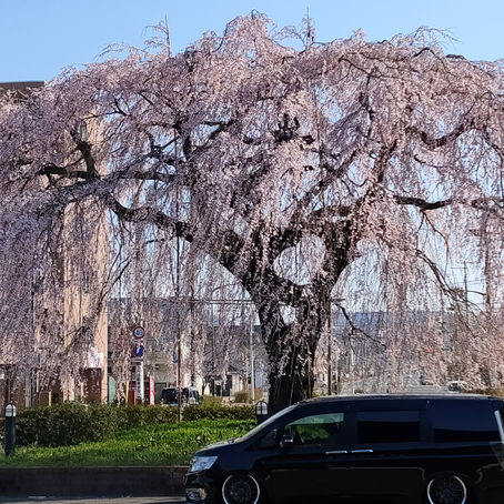 "March"ing onto Spring (aka: this time not an April Fools post!)