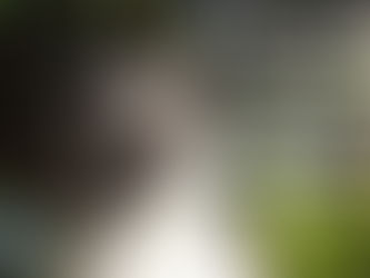 Do you own the copyright of the photos?