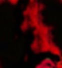 20110607013524_22192167_edited_edited_edited_edited.jpg