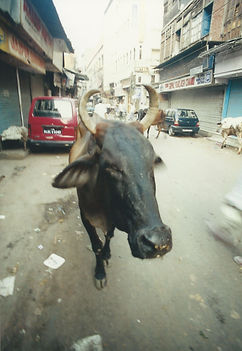 IND-bull.jpg