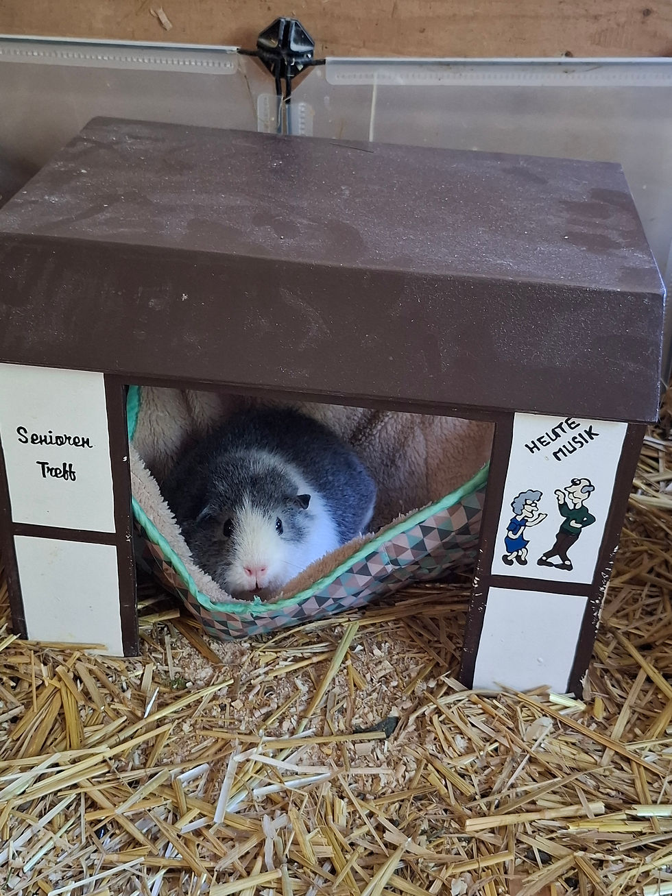 Miniaturbild: Hängemattenhaus Senioren Treff