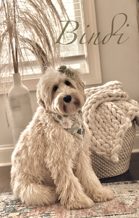 Bindi, Australian Labradoodle breeder