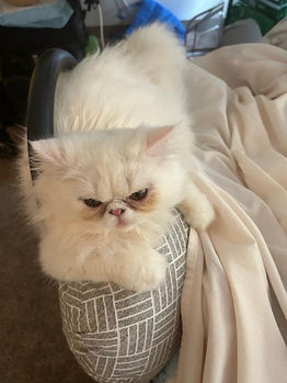 CAT-Angel1.jpg