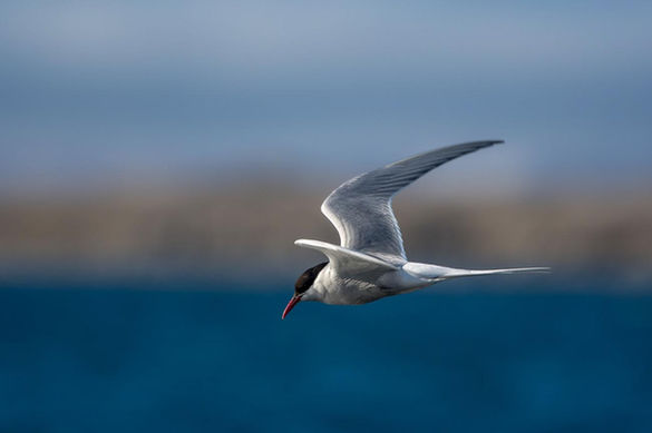 Spitsbergen West Coast Expedition