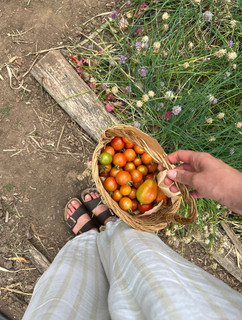 photo of tomatoes in a basket