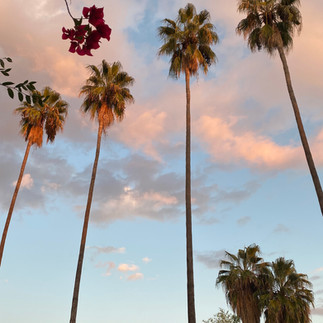 stock photo of palm trees with a sunset in the background