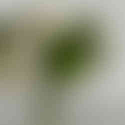 stock photo of white in green flowers in a vase