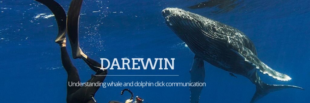 Darewin