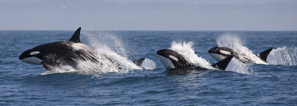 American Cetecean Society