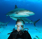 Rabbi Ed Rosenthal diving with a shark