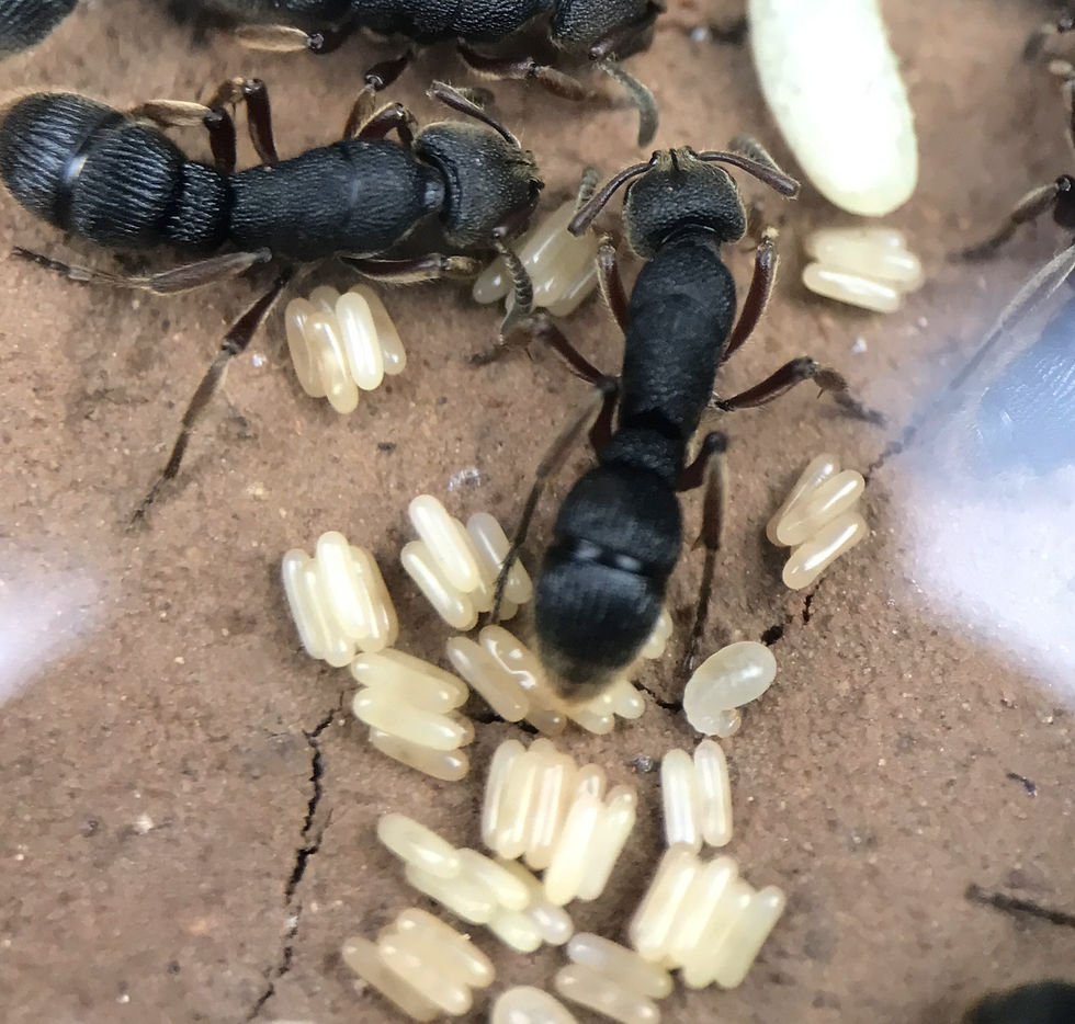 Pseudoneoponera rufipes มดปุยฝ้ายขาตาลแดง Gj Ant Farm
