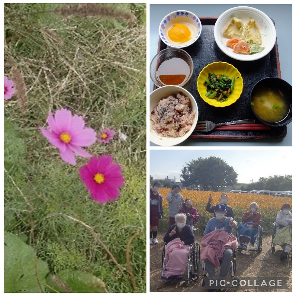 11月のご様子～武庫川のコスモス畑へ～