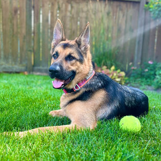 German shepherd dog lying down in the trainer's backyard next to a tennis ball.