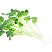 <ul class="font_8">
  <li><p class="font_8">Contains properties that help lower LDL ("bad") cholesterol levels which helps with heart health as well as liver health.</p></li>
  <li><p class="font_8">Contains properties that help with boosting the immune system</p></li>
  <li><p class="font_8">Contains antioxidants that are slightly more then those of kale and brussel sprouts.</p></li>
</ul>