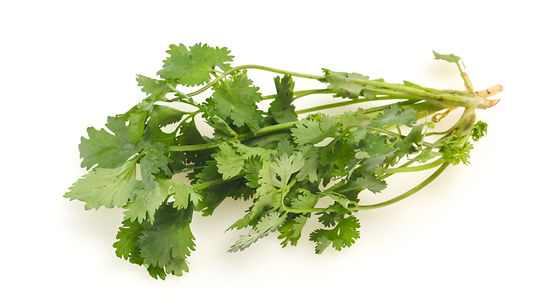 Cilantro