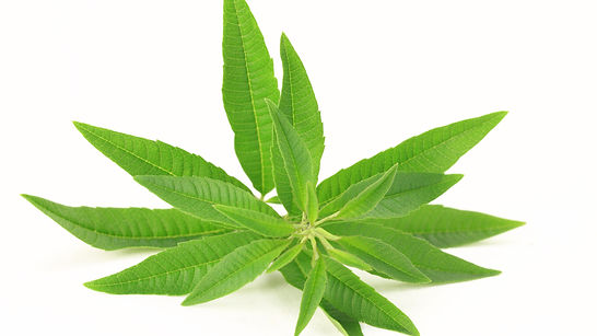 Verbena