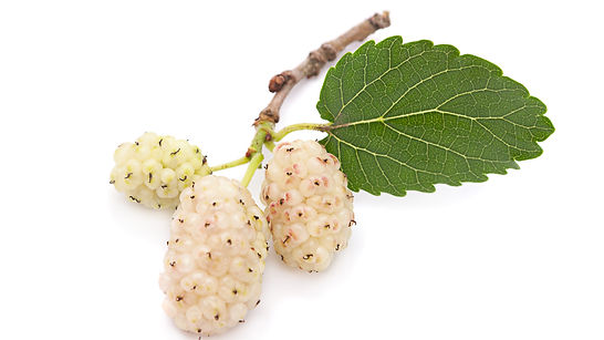 Mulberry