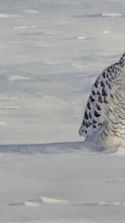 Aquarelle d'oiseau, harfang des neiges dans un champs venteux en hiver