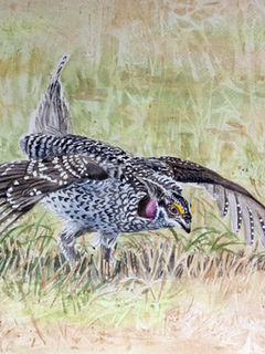 Aquarelle d'oiseau, parade nuptiale du tétras à queue fine dans un champs d'herbe