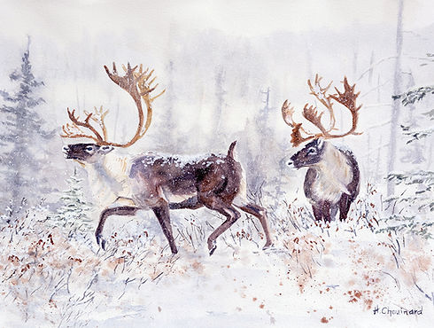 Il neige au pays des caribous-72dpi.jpg