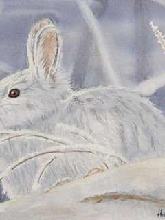 Aquarelle d'un lièvre d'Amérique blanc et de brindilles givrées