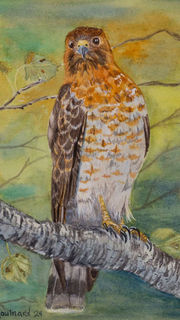 Aquarelle d'oiseau de proie, buse sur une branche