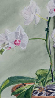 Aquarelle de phaleanopsis  blanc