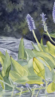 Aquarelle d'un paysage de fleurs aquatiques baignées de soleil