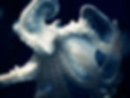 beautiful creature_2a.jpg