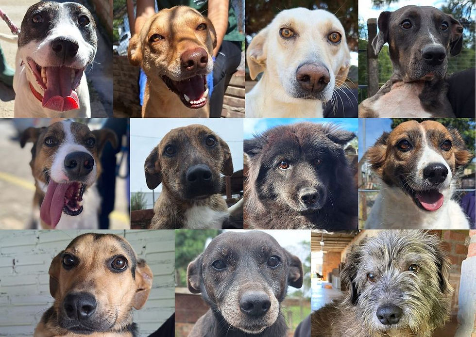 3º Chima Pet com feira de adoção de cães ocorre neste sábado no Parque dos Macaquinhos