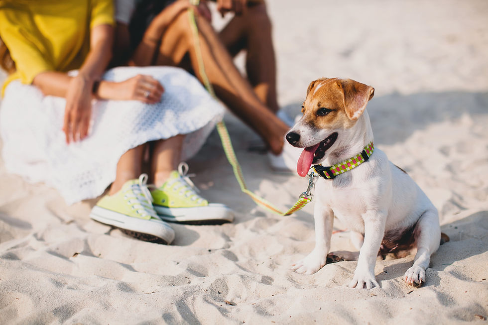 Saiba mais sobre cuidados com os pets na temporada de calor