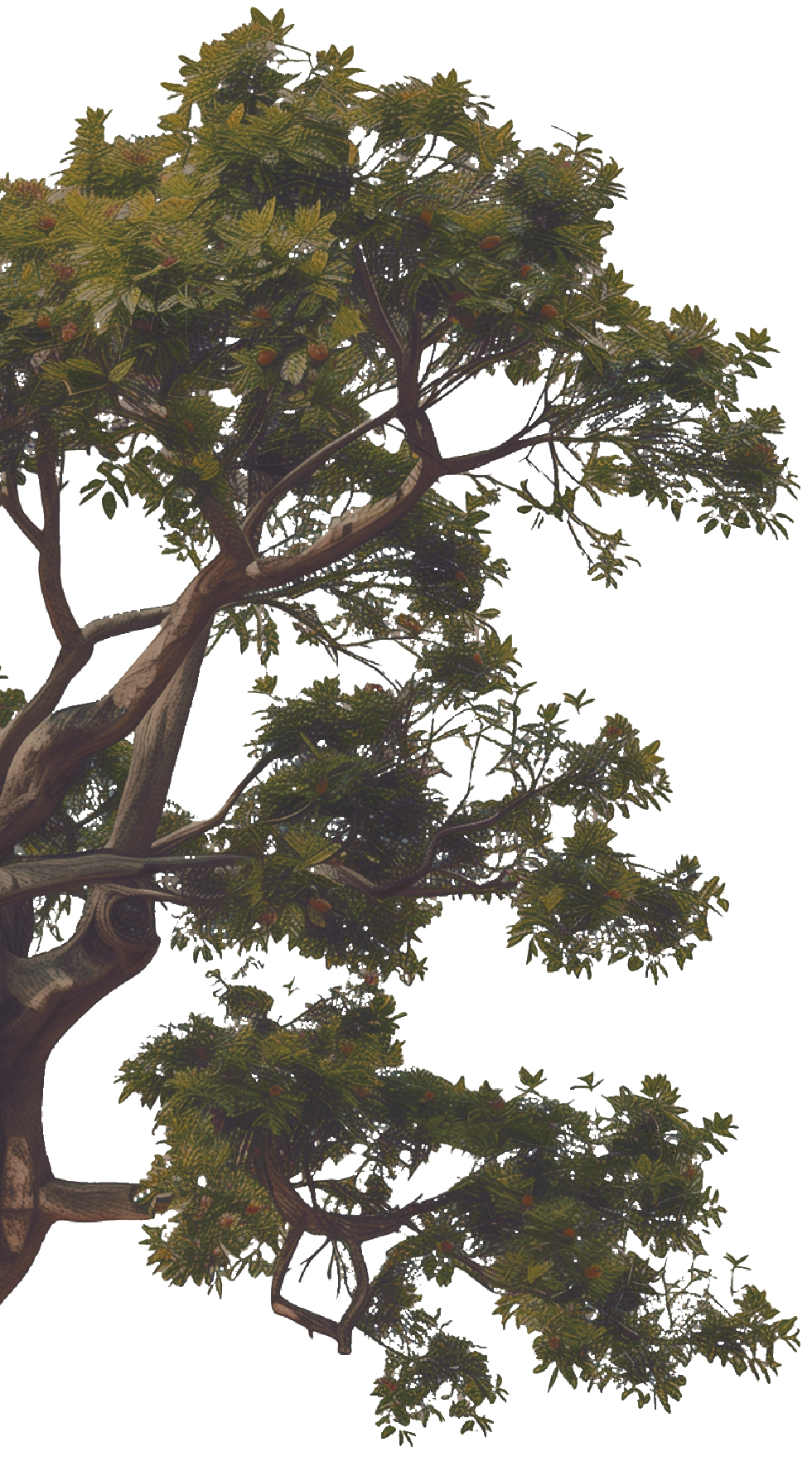 templatesdrive_hyper-realistic_detailed_Photograph_of_a_Fig_Tre_a042e6c8-9d1d-49e8-9ea7-c1
