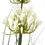 Thumbnail: Large White Agapanthus Plant In Pot