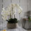 Thumbnail: Large White Orchid In Stone Pot