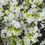 Thumbnail: White Cherry Blossom Spray
