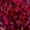 Thumbnail: Autumn Ruby Hydrangea