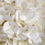 Thumbnail: Oversized White Hydrangea