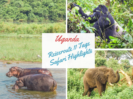 Uganda: Unsere Reiseroute 11 Tage Uganda mit allen Safari Highlights und Kosten
