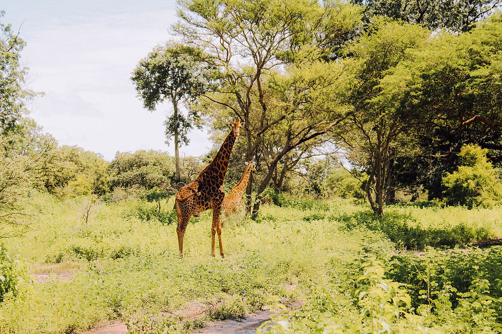 Senegal-Gambia-Urlaub-Safari-Reisebericht-Fathala-Reservat-Regenzeit-Giraffe