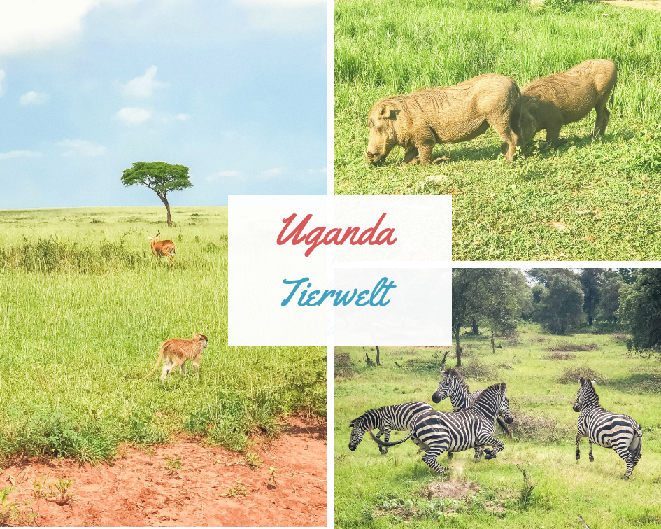 Uganda-Schimpansen-Trekking-Kosten-Kibale-Forest-Reisebericht