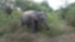 Safari-sri-Lanka-Udawalawe-Tipps-Erfahrungen