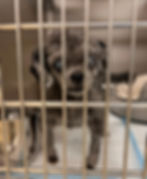 Hope after she was surrendered at 15 years old to animal control