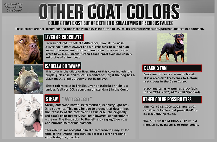 Cane Corso Colors